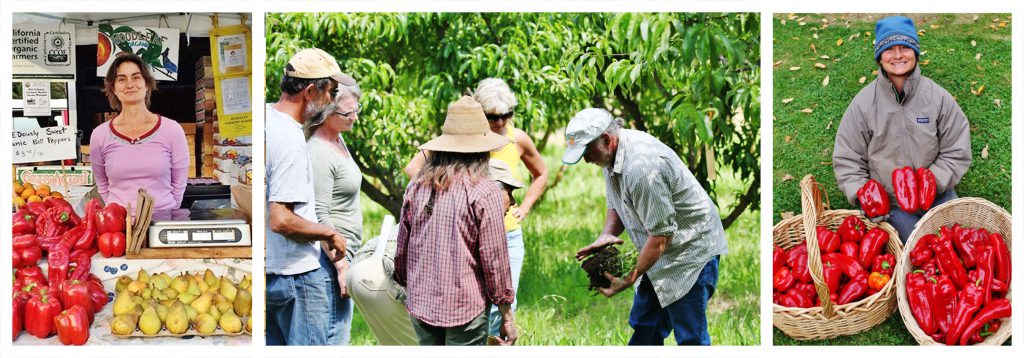 master-gardener-program-market-garden.jpg