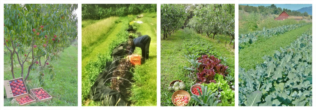 garden-master-program-polyculture-garden